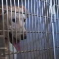 Bringing Your Pet to Exhibitions in Maricopa County, AZ