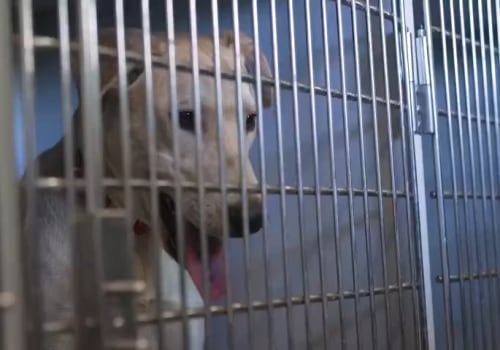 Bringing Your Pet to Exhibitions in Maricopa County, AZ